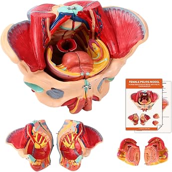 Female Pelvic Floor Model Anatomy Model Pelvic Floor Female Pelvic Model Life Size with Removable Organs 4 Pieces for Teaching Learning Display