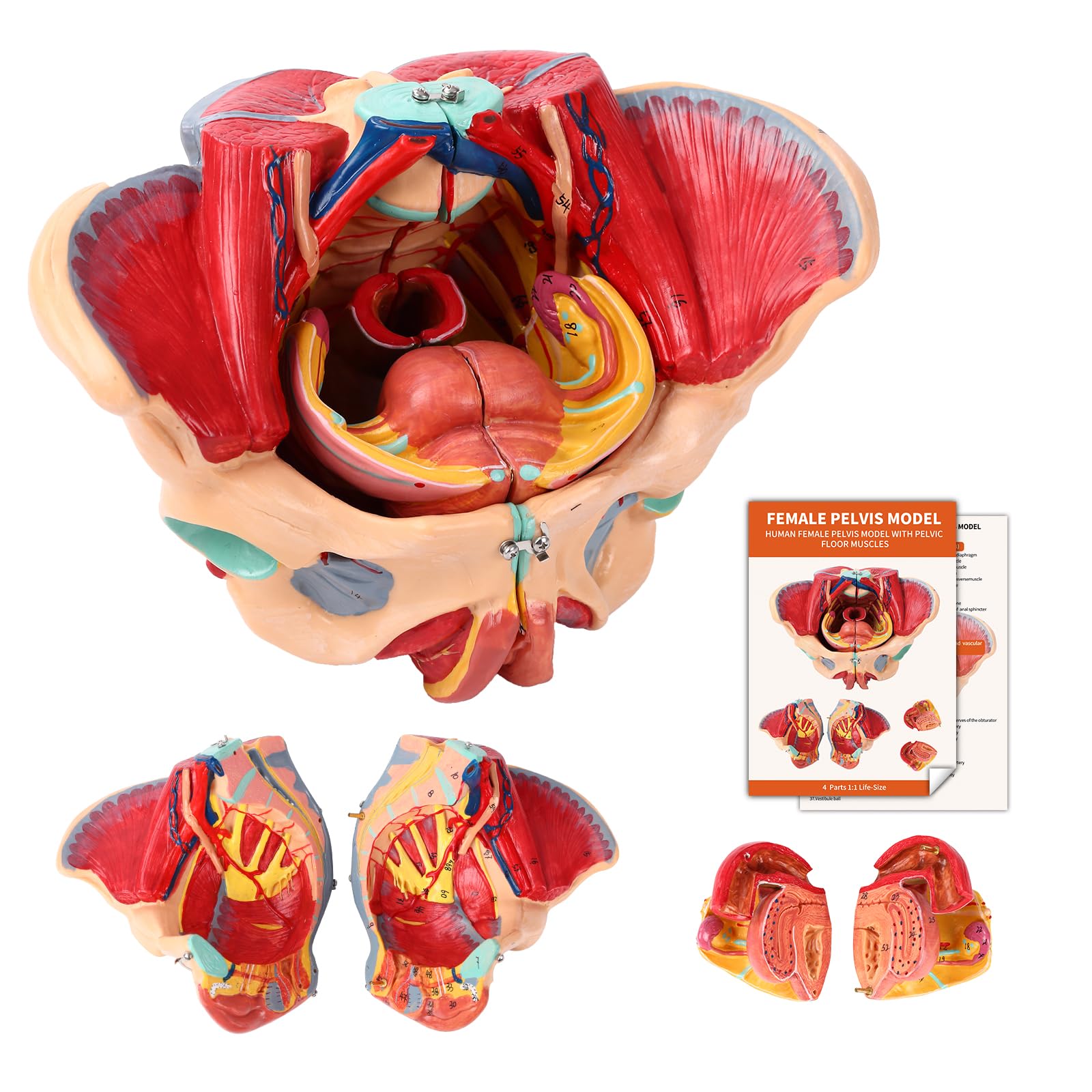 Modello Pelvico Femminile Modello di Bacino Anatomico Con Muscoli Del Pavimento Pelvico, Vasi, Nervi E Apparato Riproduttivo, Per Lo Studio E L'Insegnamento Della Scienza Medica