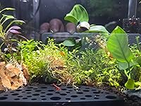 Review Image by Frogghetti Frogghetti