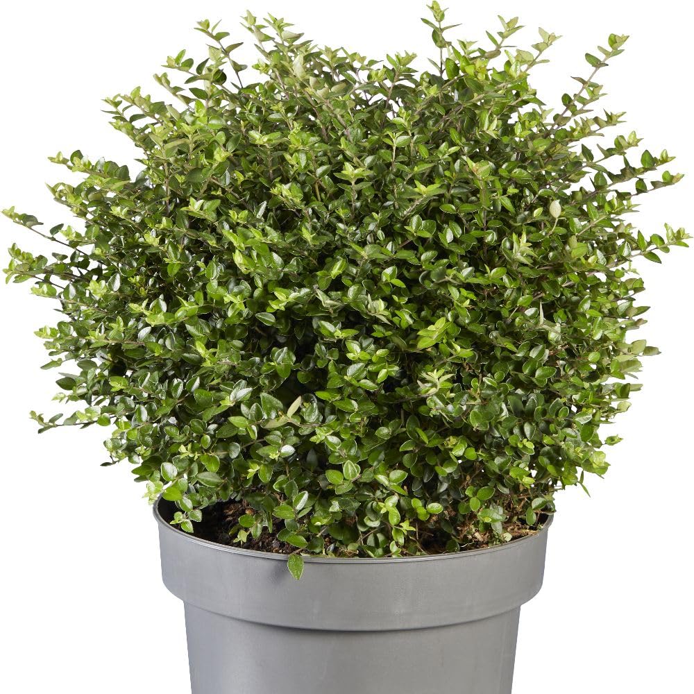 Lonicera nitida ‘Garden Clouds Copper Glow’ Evergreen Shrub with Copper-Coloured New Foliage Ideal for Topiary Low Hedging Disease-Free Hardy Shrub in 1x or 3X 9cm Pots by Thompson and Morgan