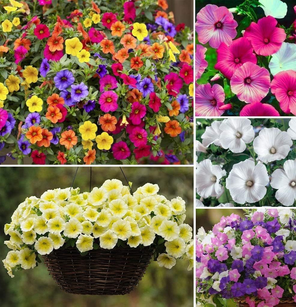 35+ Seeds- Mixed Petunia Climbing Flower Seeds Plants Annual Flower Dwarf Decorative (B0CFRHVQKN) Amazon Price History, Amazon Price Tracker