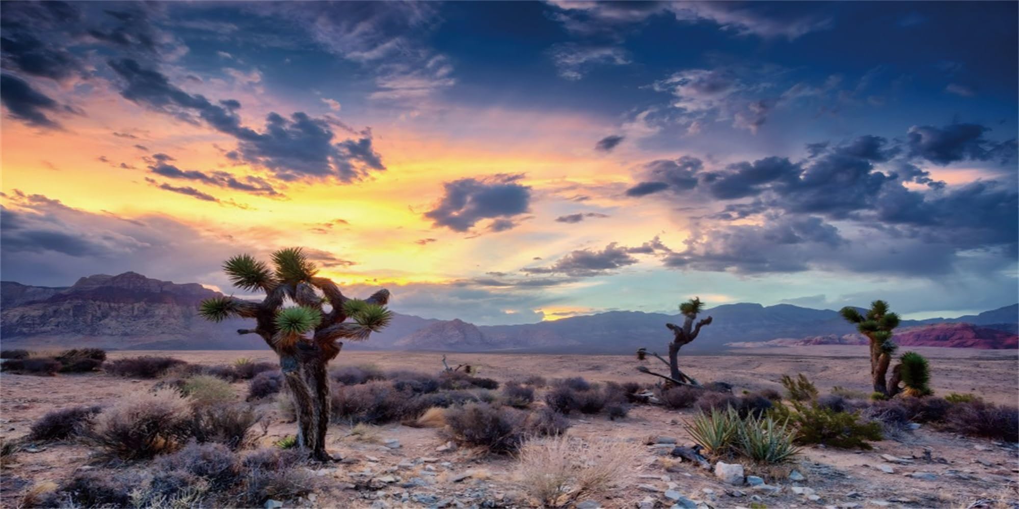 MIRRORANG 61x41cm Reptile Habitat Terrarium Background Gobi Oasis Mountain Sun and Desert Terrarium Background — image 1