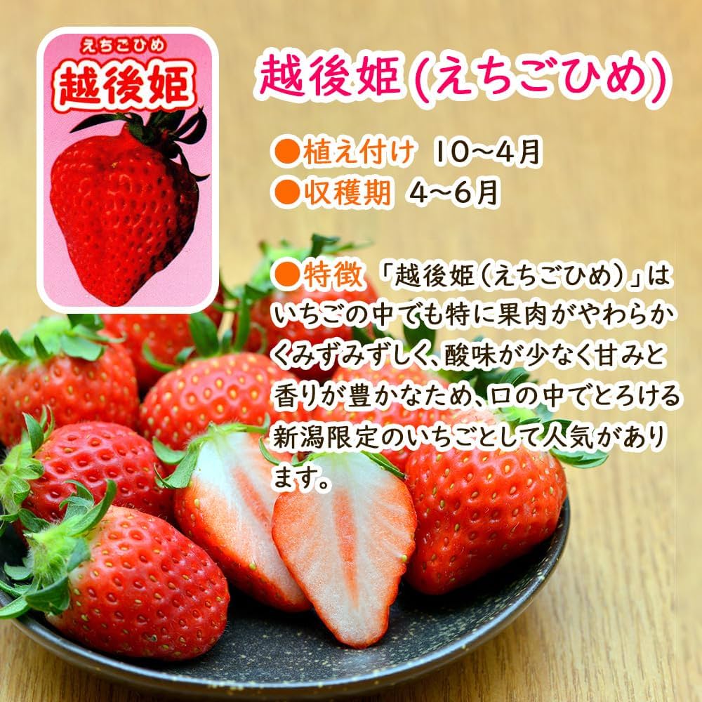 【いちご３点セット】 Amazon.co.jp: 【 イチゴ 】 選べる イチゴ いちご 苗 3ポット