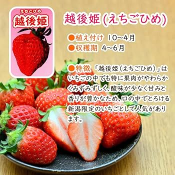 いちご苗10 紅5 やよい5 いちご苗10 紅5 やよい5