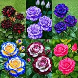 60+ Rose Seeds for Planting Outdoor Non-GMO Heirloom-Perennial Flowers Rose Flower Seeds Garden Decor Open-Pollinated