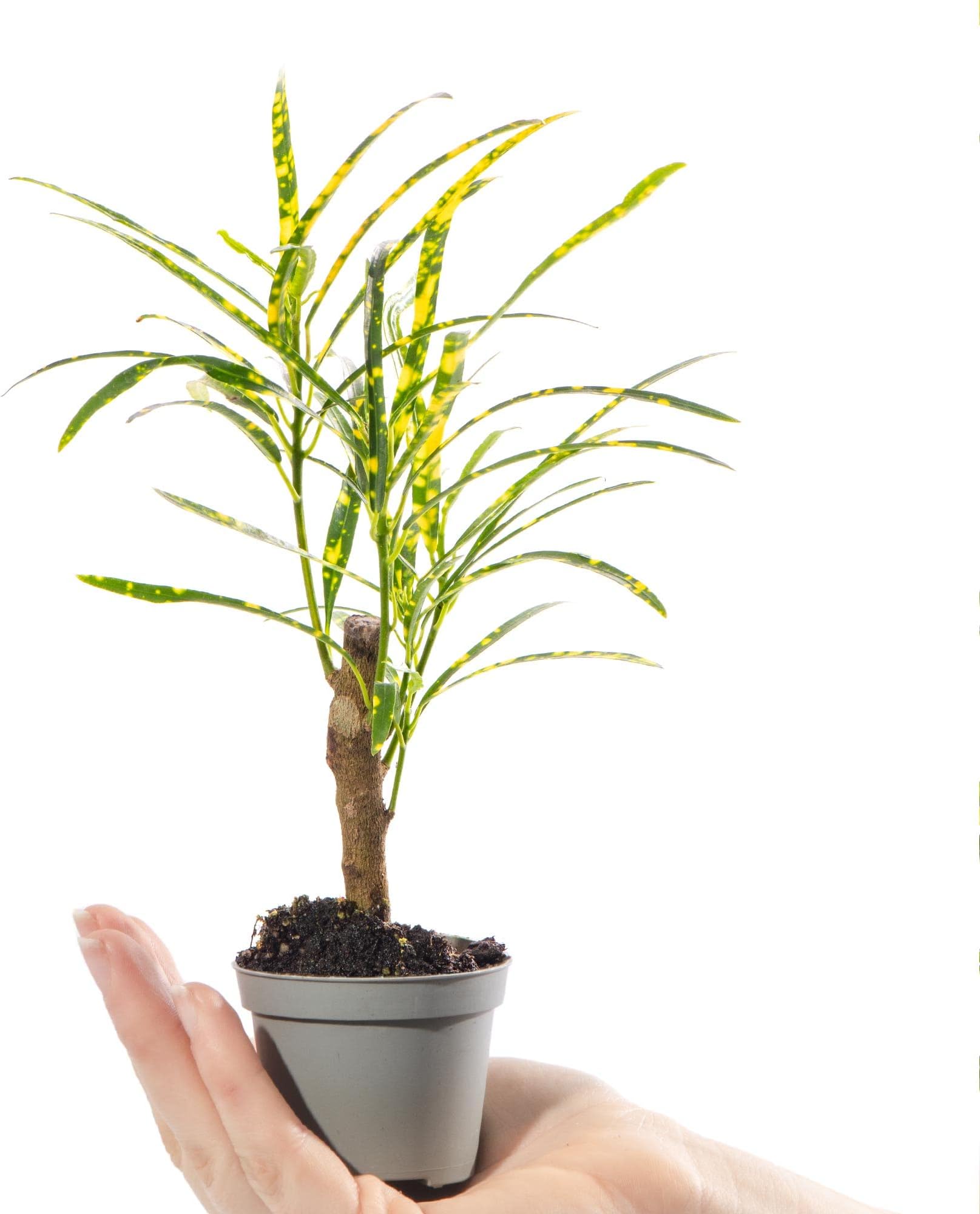 Baby Joseph's Coat Plant - Codiaeum Pictum Small Evergreen Houseplant | Air Purifying Indoor Plant for Home, Office, Kitchen, Bathroom | Grow Your Own Baby Plants