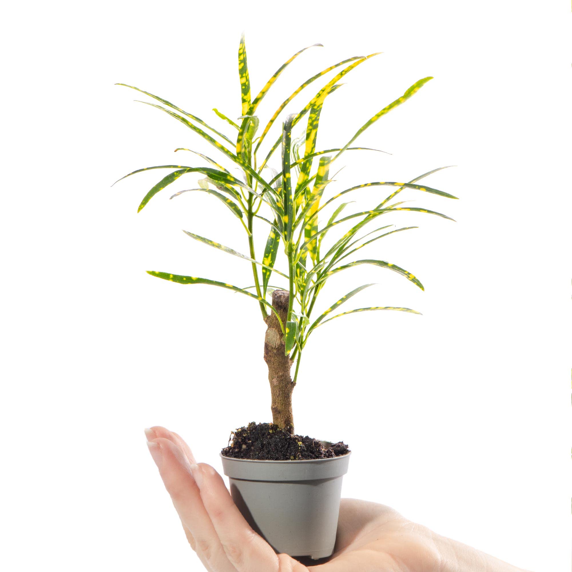 Baby Joseph's Coat Plant - Codiaeum Pictum Small Evergreen Houseplant | Air Purifying Indoor Plant for Home, Office, Kitchen, Bathroom | Grow Your Own Baby Plants