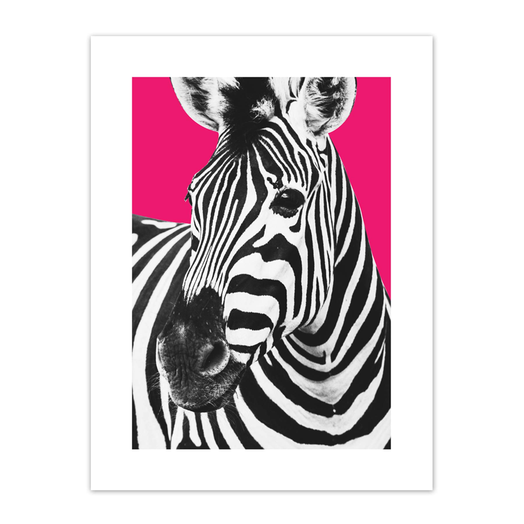 Wee Blue Coo Close up Beasties Zebra Art Print Canvas Premium Wall Decor Poster