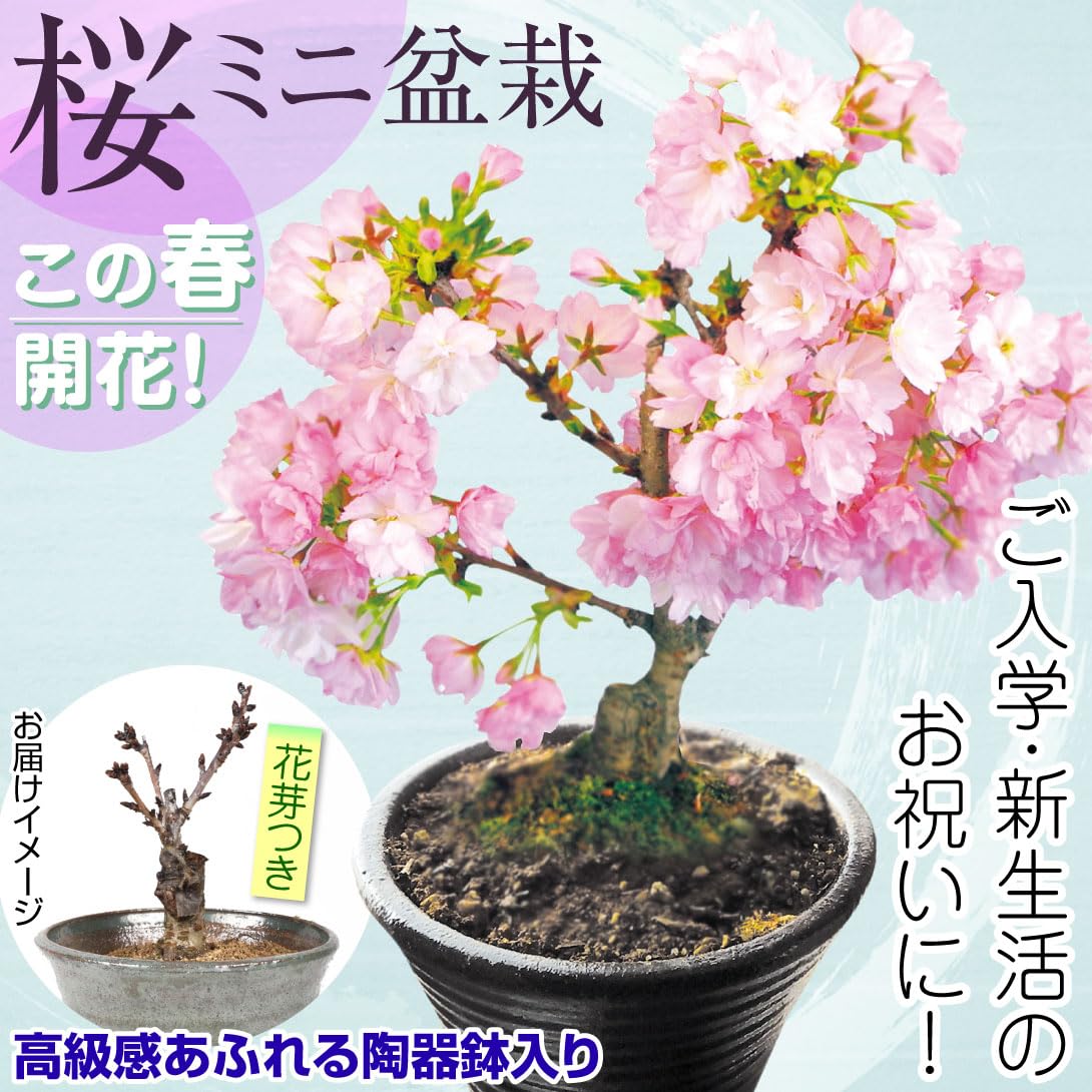 Amazon.co.jp: 桜 祝桜(旭山) 1鉢 / 国華園 26年春商品 : DIY・工具