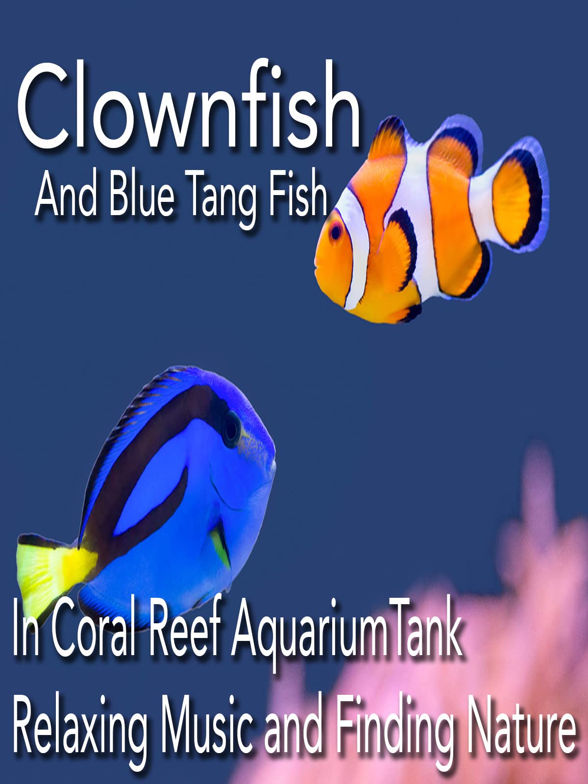 blue tang and clownfish tank