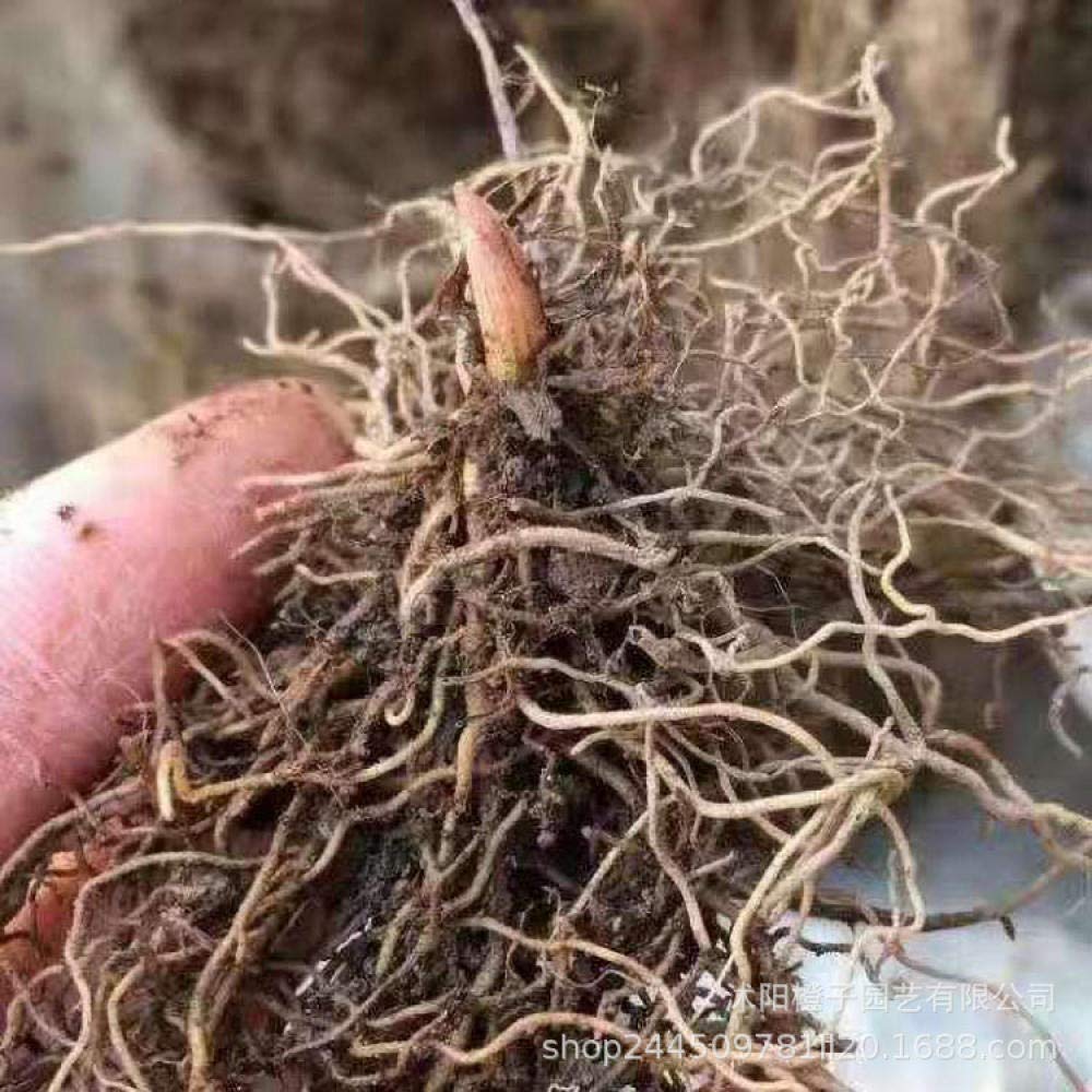 Seasons Ornamental Plants Flower Seeds,Lily of the Valley Seedlings-white_Lily of the Valley Seed Root,Rare Ornamental Flowers