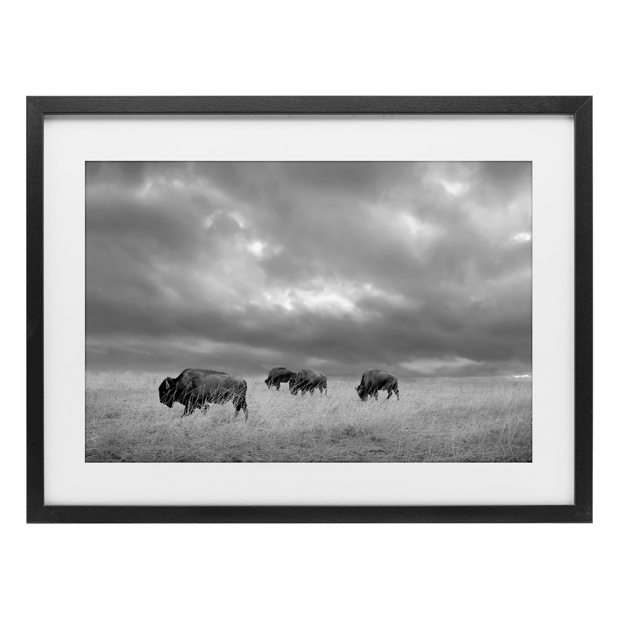 Stupell Industries Midnight Black (Textured) 'Bisons Under An Autumn Sky'| Framed Print Under Glass