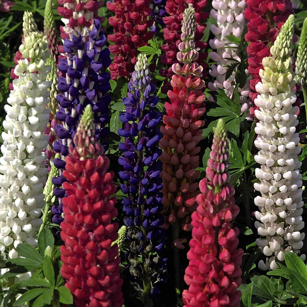 Lupin ‘Royal Collection’ Lupinus Bare Roots Hardy Perennial Outdoor Garden Plants 3 Varieties Colourful Red White Purple Flowers 15 x Bare Roots Lupin ‘Royal Collection’ by Thompson and Morgan (15)