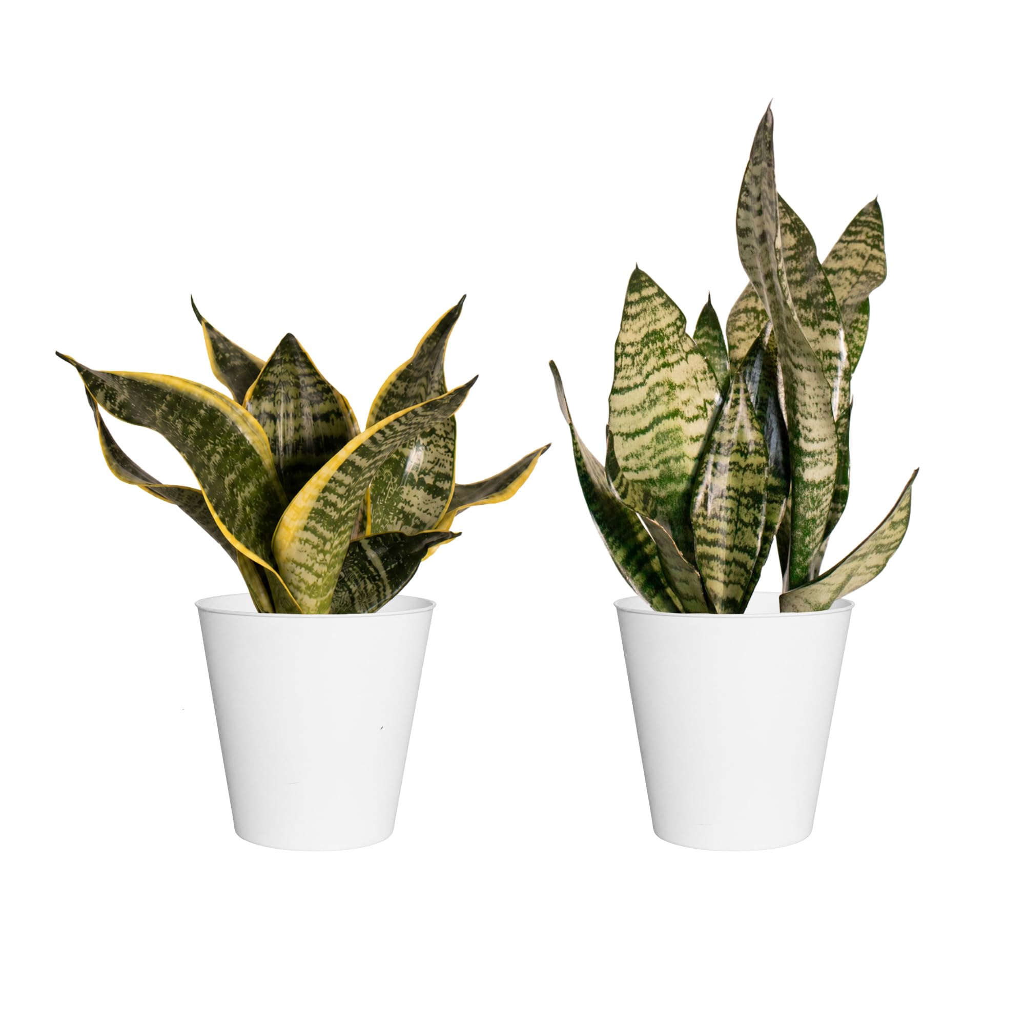 Snake Plant 2-Pack Sansevieria Zeylanica and Sansevieria Laurentii Live Indoor Plants in…