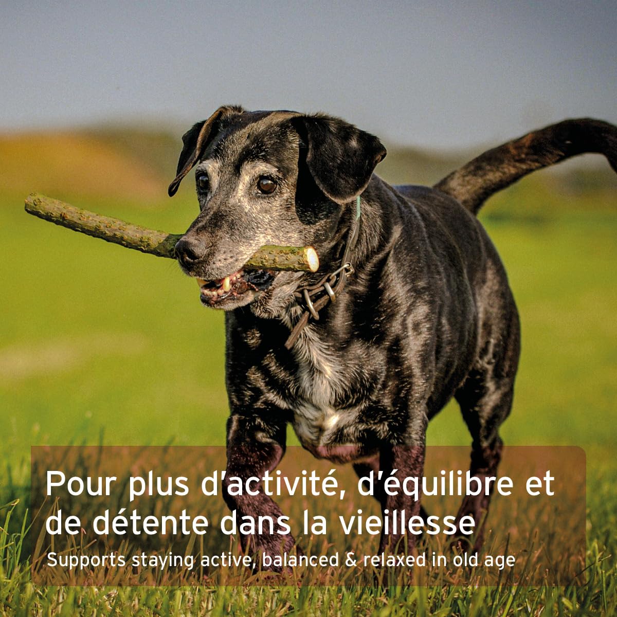AniForte Senior Active - Minéraux et vitamines pour Les Chiens Senior, soutient la mémoire et la Fonction Cardiaque (250g)