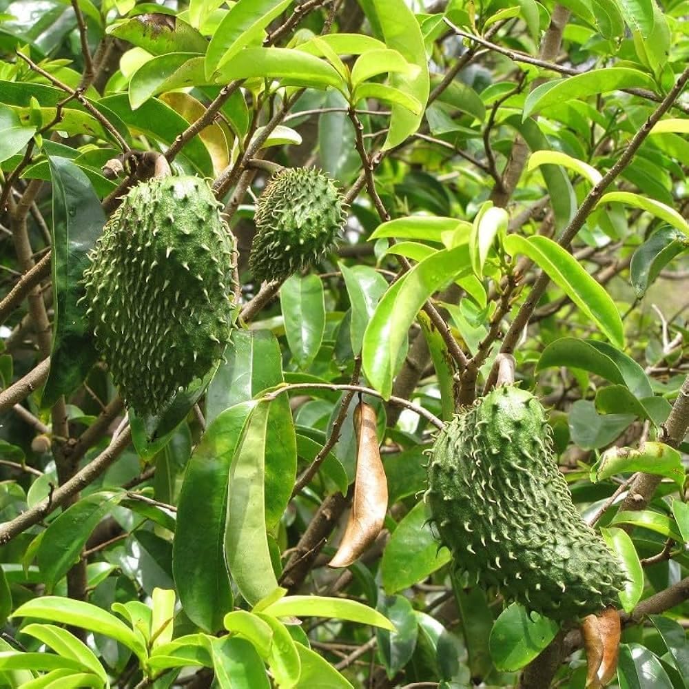 See full amazon price history chart for BeGrin Corossol Live Plant Carousel fruit Annona muricata Soursop Graviola Brazilian Paw Paw Lakshman Laxman Plant Phal Plant 1.5-2 ft in Poly (Without Pot) BeGrin Corossol Live Plant Carousel fruit Annona muricata Soursop Graviola Brazilian Paw Paw Lakshman Laxman Plant Phal Plant 1.5-2 ft in Poly (Without Pot) (B0DDY44WQV) Amazon Price History, Amazon Price Tracker