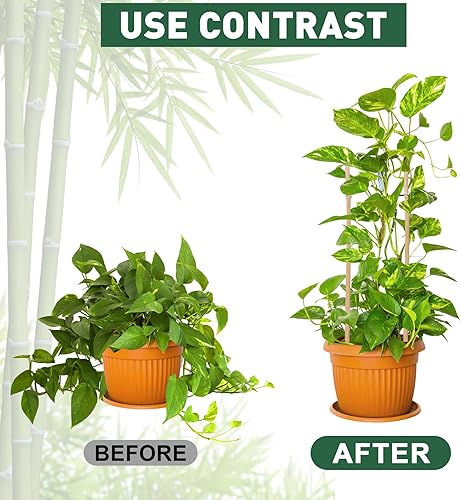 Miniatura 4 de Varillas de bambú para plantas trepadoras de 16 pulgadas, 60 estacas de bambú natural con 100 lazos giratorios, palitos de tomate de jardín, estacas