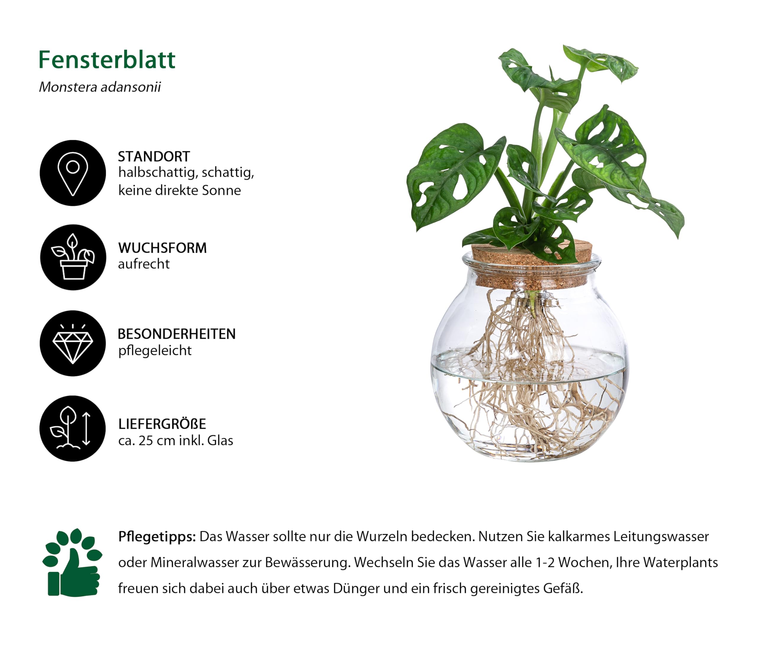 monstera monkey mask uprawa Monstera adansonii - Philodendron Monkey Mask Houseplants | Hortology