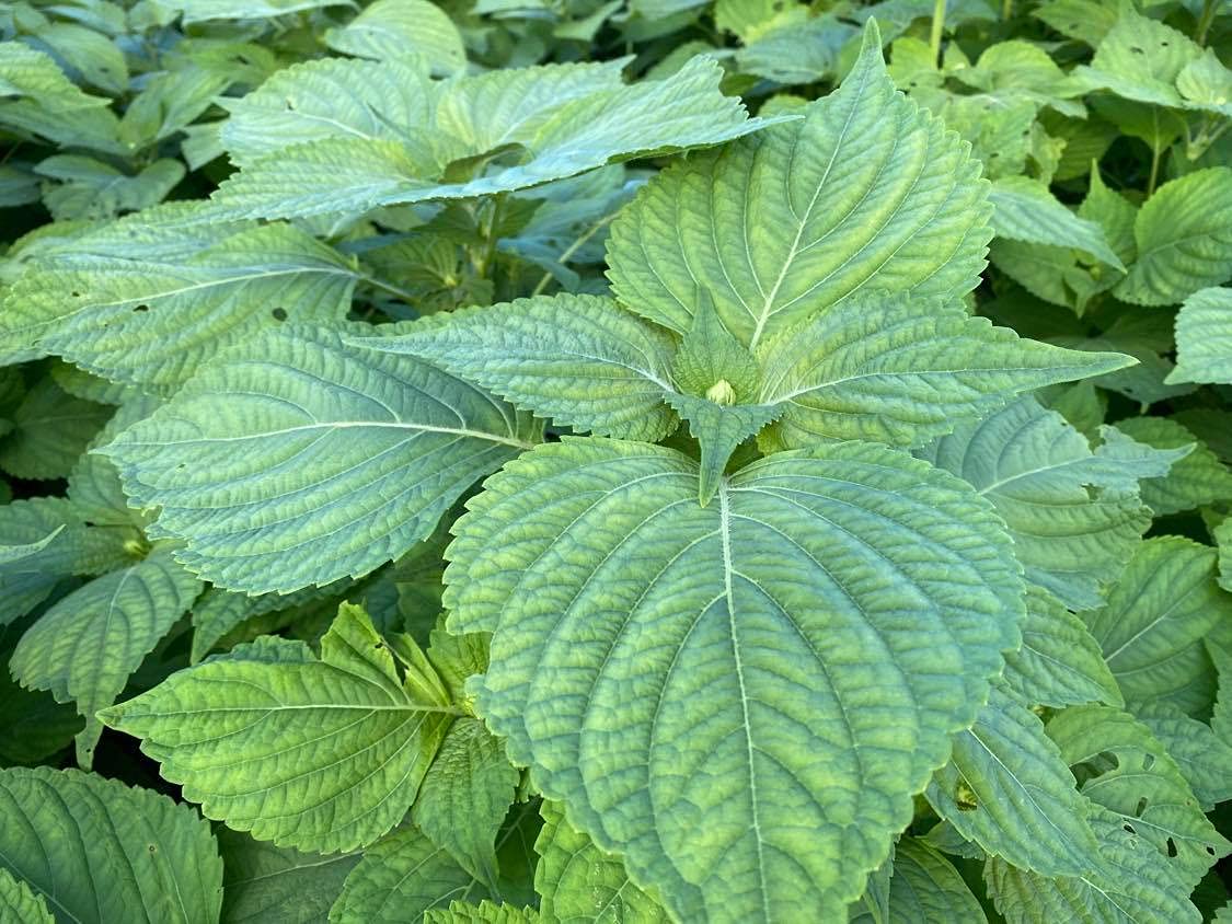 Amazon | えごま 国産 100g 無農薬 無肥料 エゴマ 実 荏胡麻 宮崎県産 