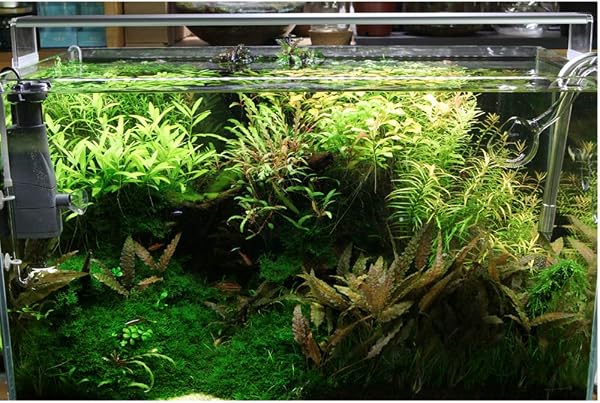Chihiros A Series LED Aquarium Light with Dimmable - 2