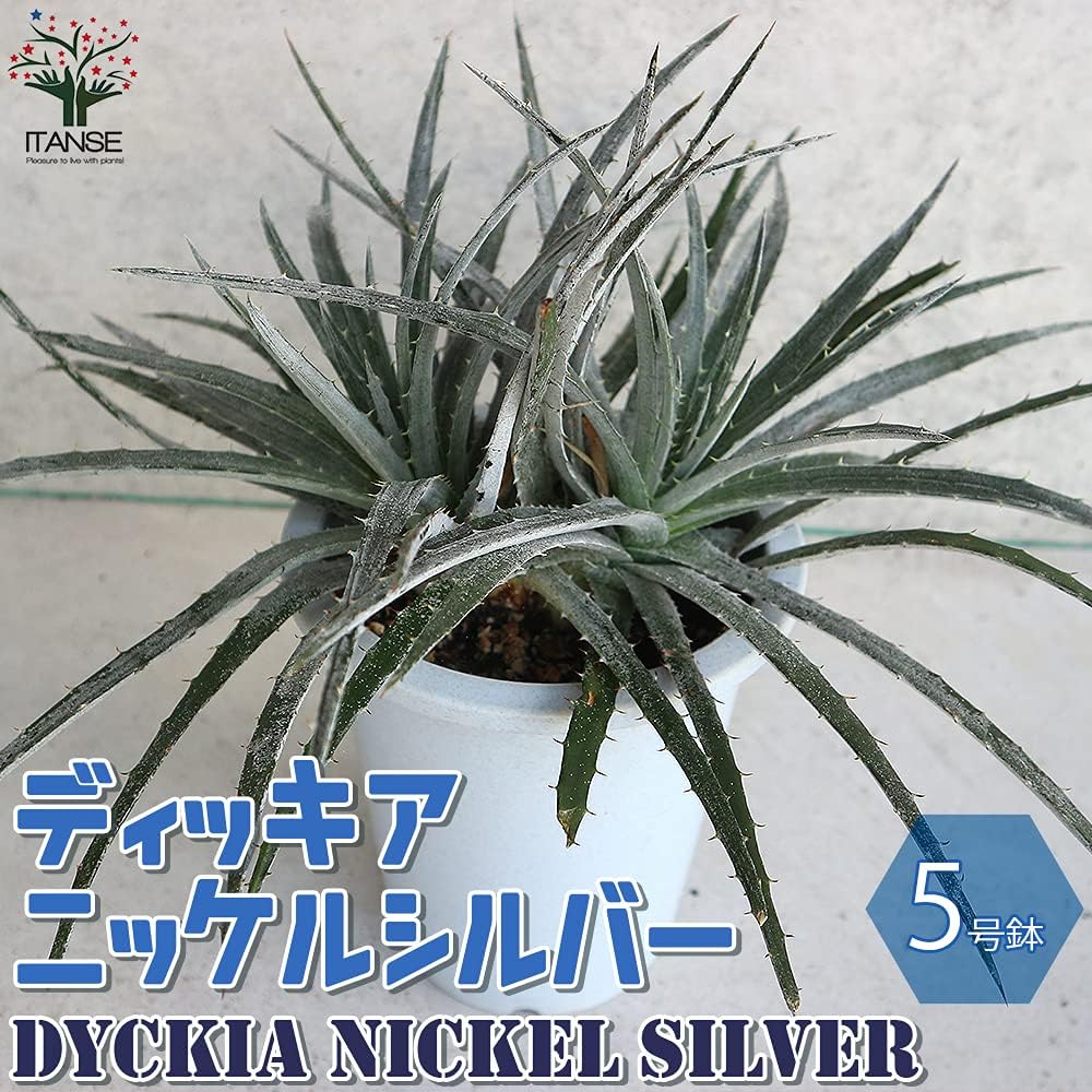 Amazon ディッキア ニッケルシルバー5号鉢 品種で選べる観葉植物 リビングやオフィス向きサイズ 1個 学名 Dyckia Nickel Silver パイナップル科ディッキア属 原産国 ブラジル 名前通りメタリックの質感が特徴の品種です 屋内で管理する場合は日当たりの良い窓際で