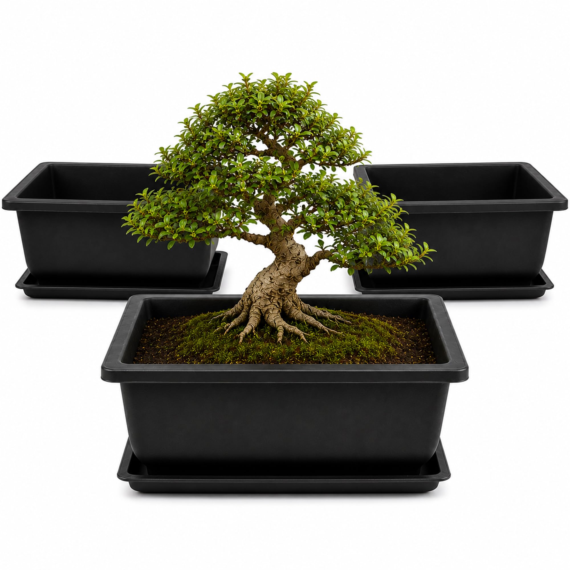 C CRYSTAL LEMON Bonsai Training Pots
