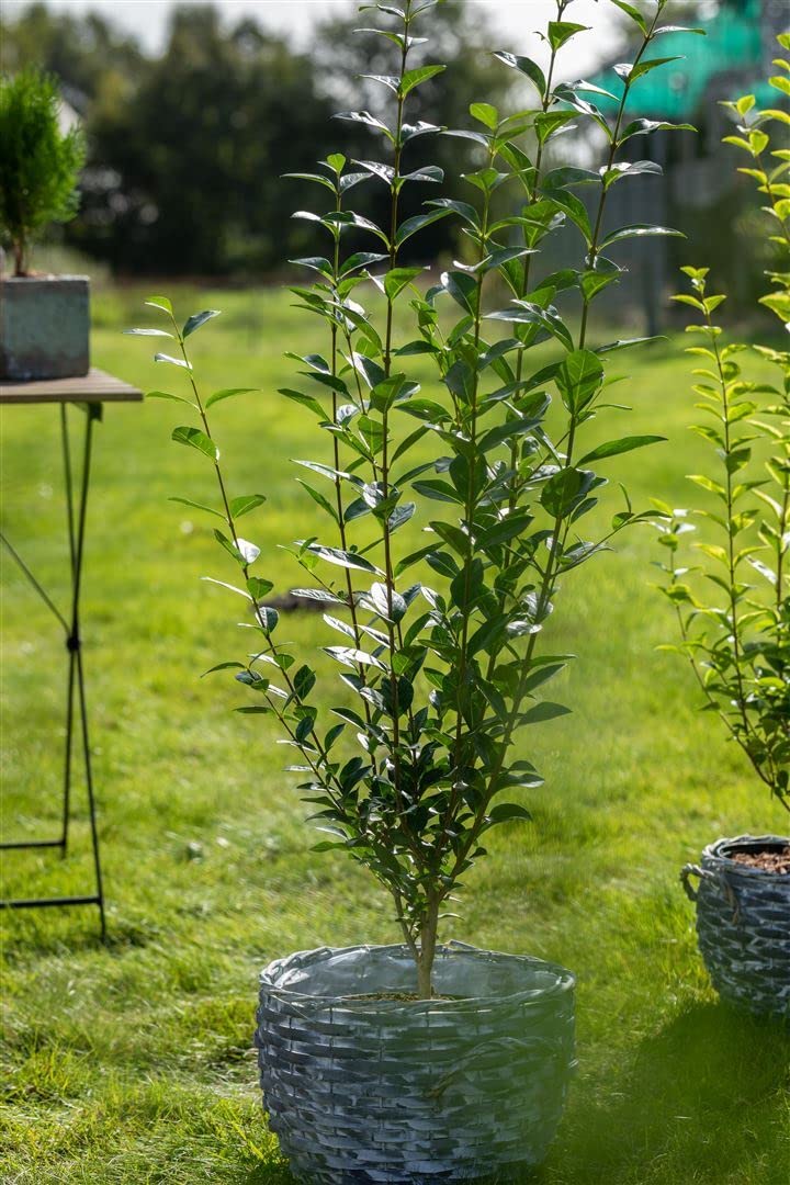 big foliage plants Gerrardanthus Macrorhizus 'Big Foot' 4” – Rare Foliage Plant Co main image 0