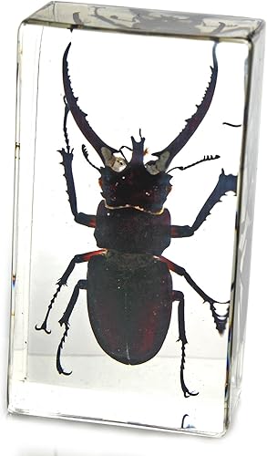 Stag Beetle Pisapapeles (2.9x 1.6x 1")