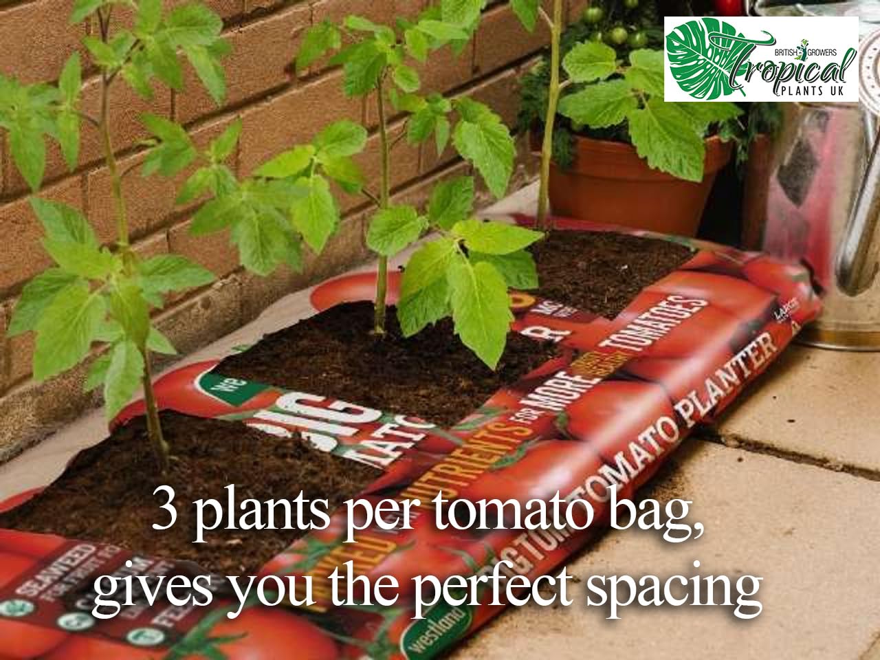 3 x Cherry Tomato Plants - Fresh Vine Tomatoes, green - Image 4