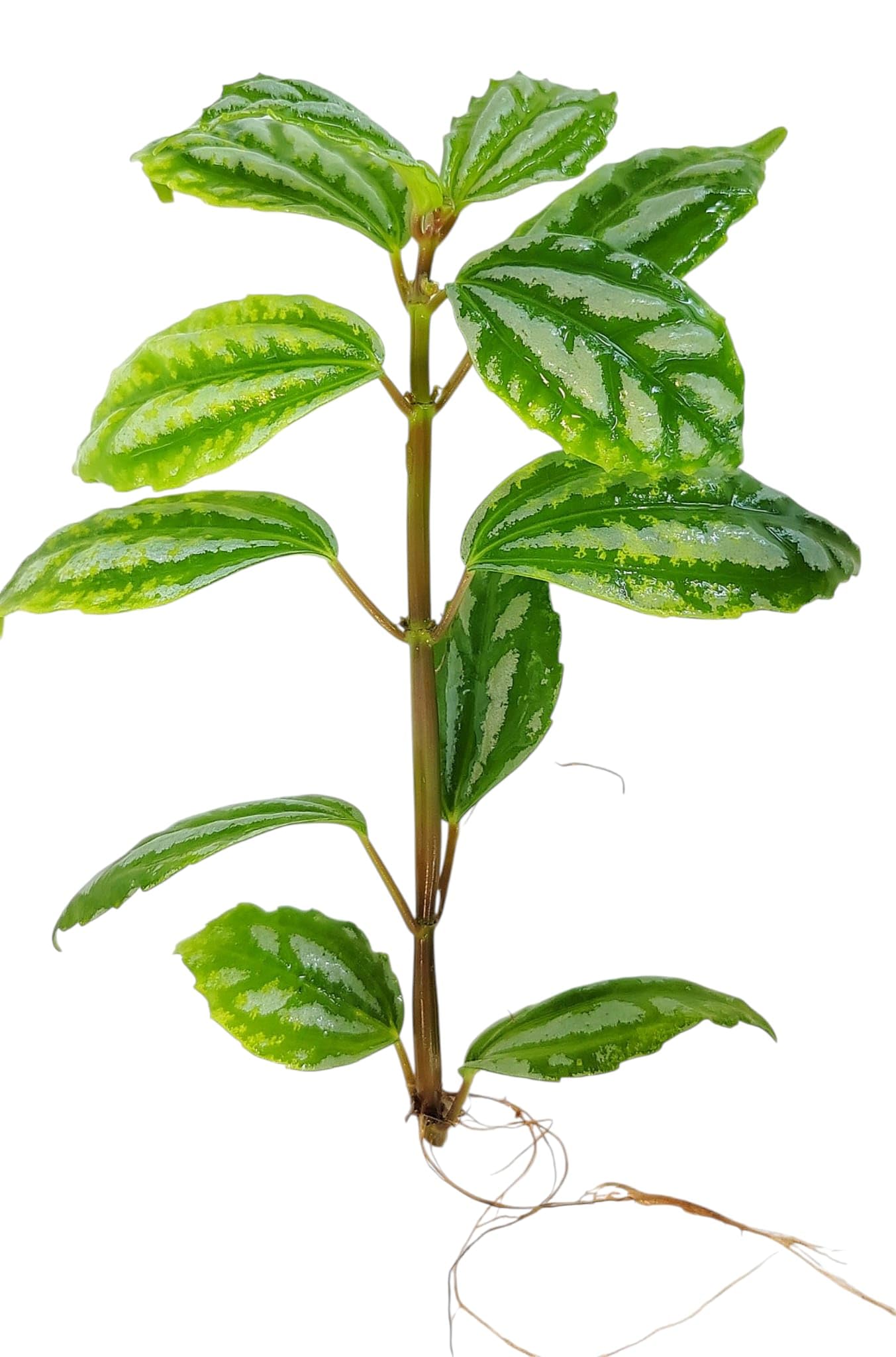 View 4