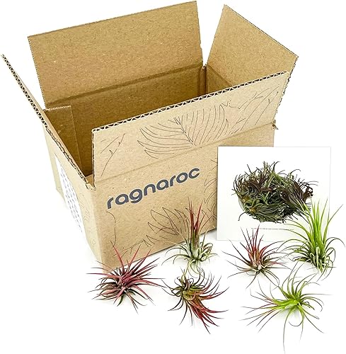 Miniatura 25 de ragnaroc Plantas de aire - Tillandsia Ionantha Rubra, Regular 2-3" - 12ct - Llegada viva garantizada - Plantas de interior para decoración del hogar