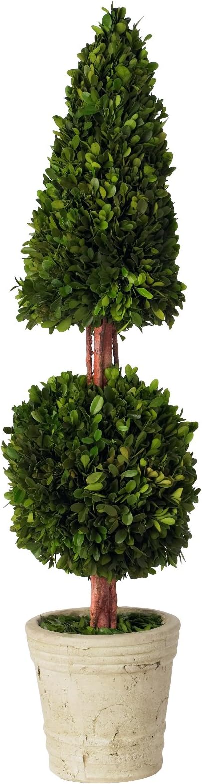 Preserved Green Cone and Ball Topiary