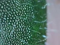 Review Image by Awesome Taste Awesome Taste