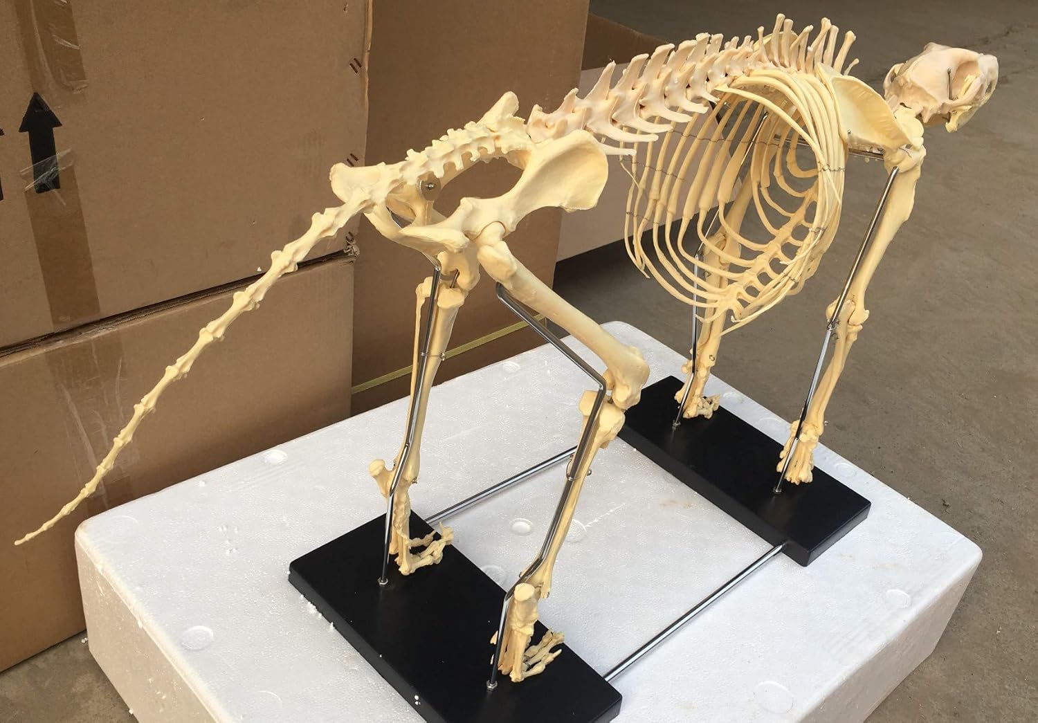 Dog Skeleton Large 49" X 23" Canine