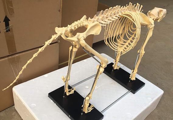 Dog Skeleton Large 49 X 23 Canine