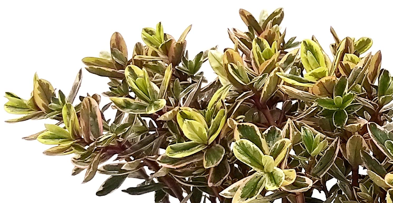 Veronica Variegata - Vivaio Menzani