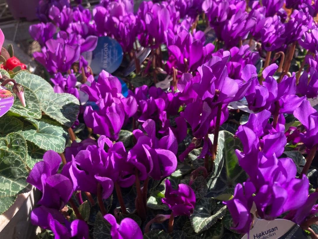 PW公式オンラインストア / 【SALE】【送料込】シクラメン ドラゴン ディープブルー 15cmポット シクラメン ドラゴン ディープブルー