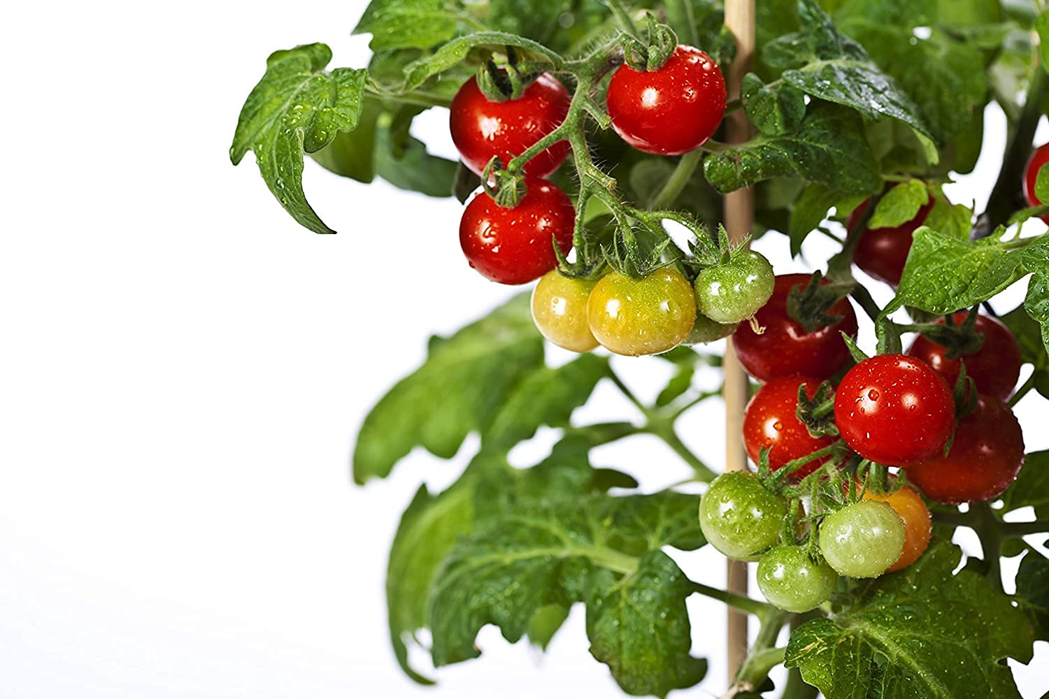 Tiny Tim Dwarf Heirloom Cherry Tomato Seeds- Kitchen Garden Eco Pack