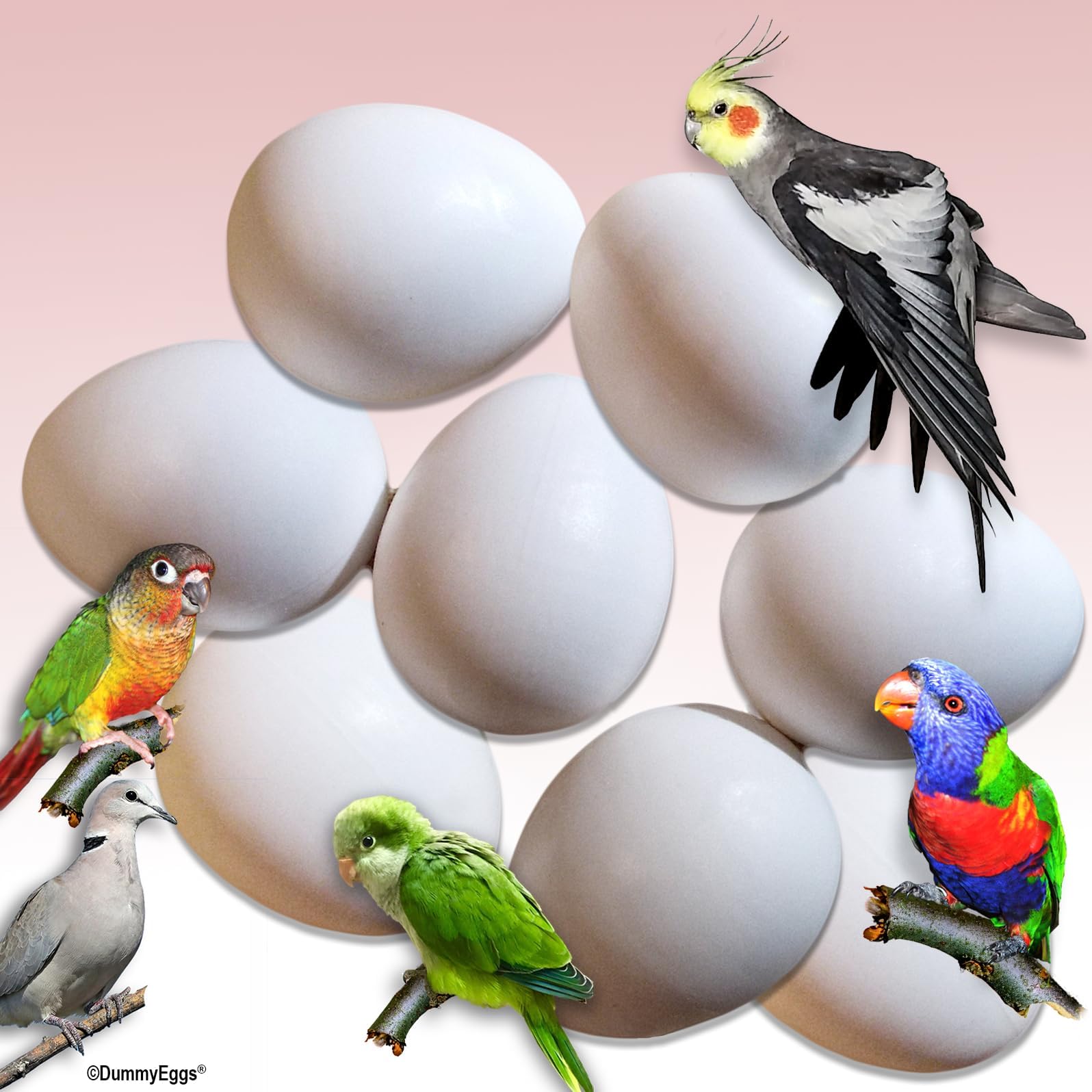 for Cockatiel, Quaker Parrot, Green Cheek. Bird Laid an Egg? Plastic Bird Eggs Stop Laying! 1" x 3/4" (24 X 20mm) USA