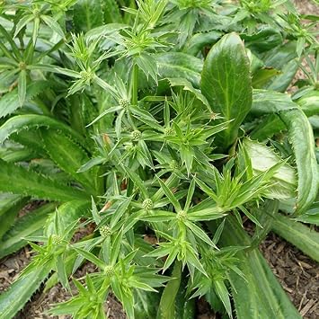 Culantro Eryngium foetidum - Grow Now or Store for Future Planting - Capsule of 50 Seeds