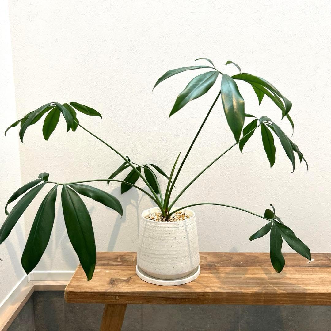 ♥林秀行♥ 青磁 ♥ 扁壷 ♥ 花瓶 花器 共箱付き 花入れ 走泥社 前衛