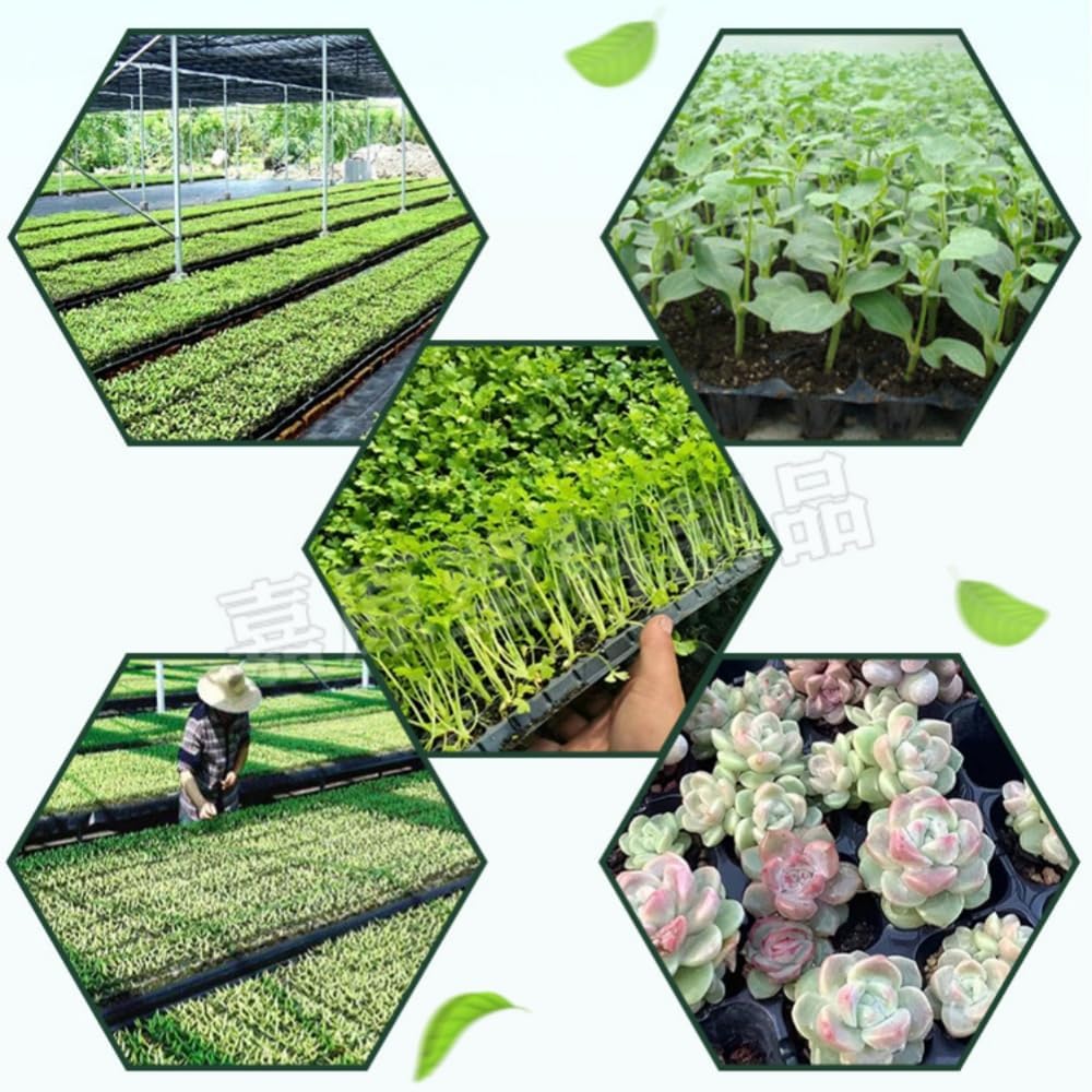 Top【選抜株】多肉植物 362541マールボロ50個 水耕栽培 プラグトレー苗