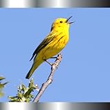  Tippen Sie auf die Melodie, die Sie hören möchten