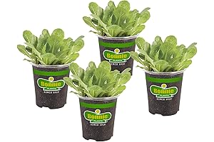 Bonnie Plants Romaine Lettuce: Thriving Lettuce Plants for Every Gardener