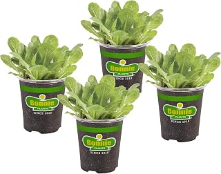 Bonnie Plants Green Romaine Lettuce 4-Pack (19.3 oz) - Crispy Sweet Leaves, Slow to Bolt, 21-Day Harvest