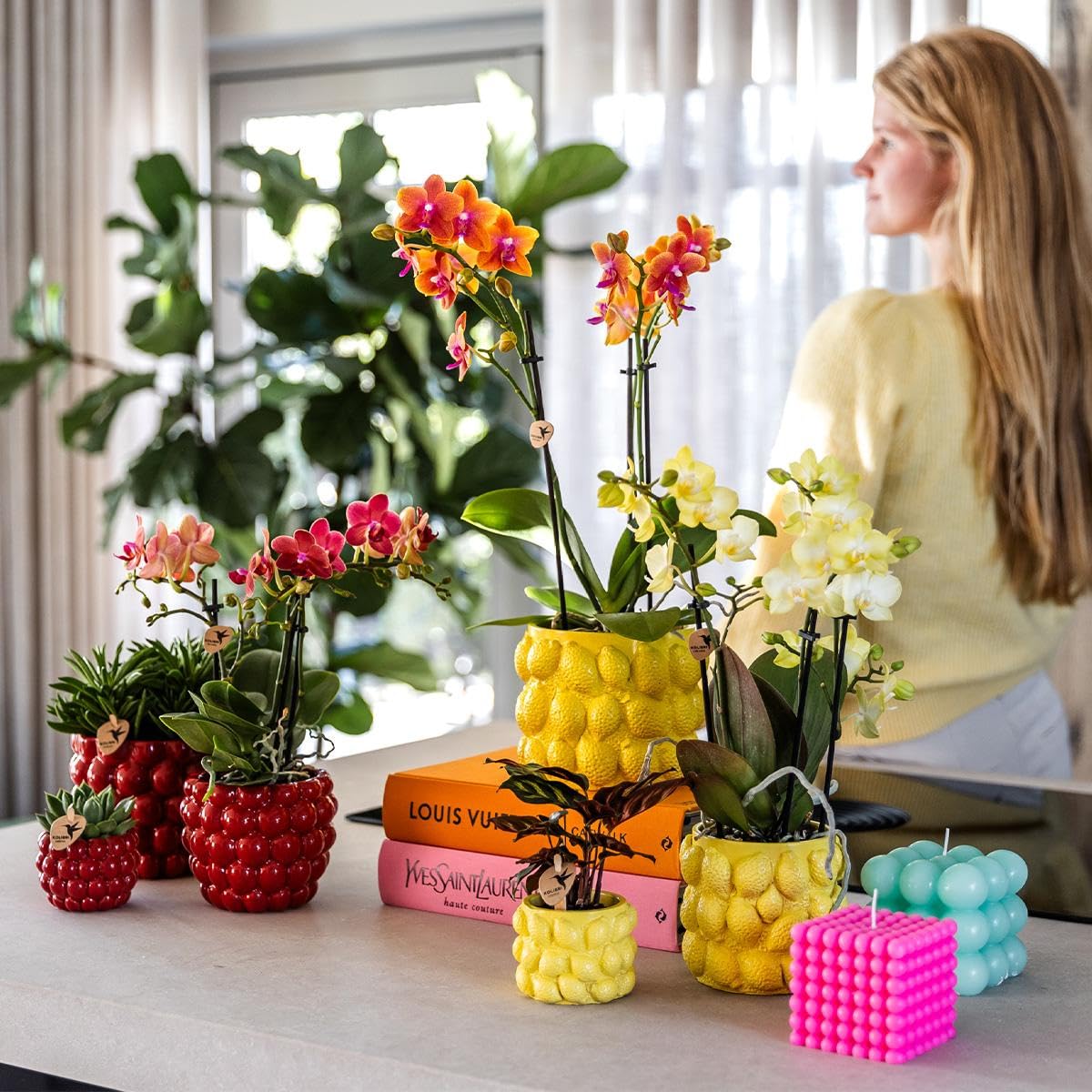 KOLIBRI Orchids,Orchidée phalaenopsis jaune – Mexique – Diamètre du pot : 9 cm,Plante d'intérieur à fleurs – Fraîcheur du producteur
