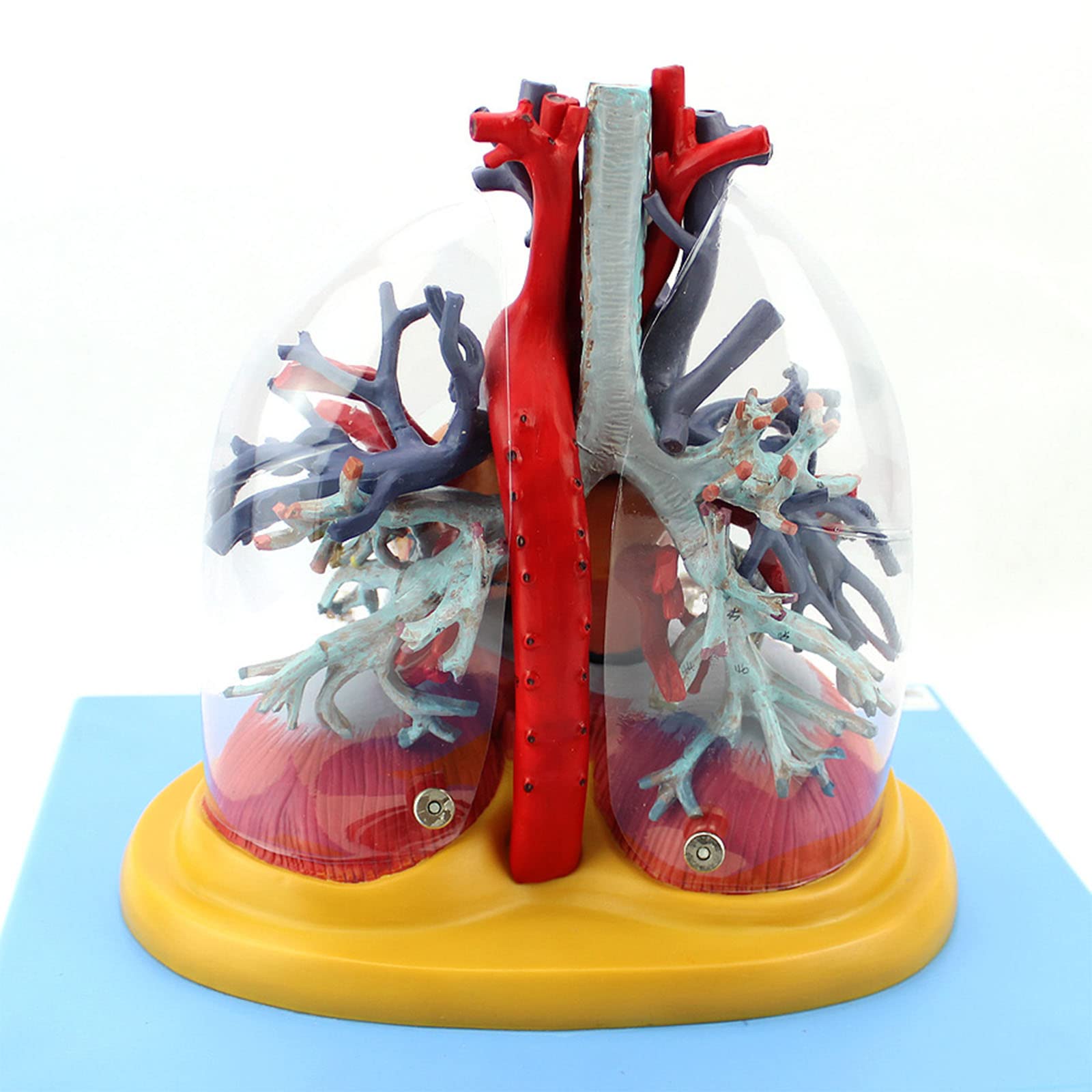 GTHTUHFD Educational Model Medical Lung Tracheobronchial Tree Vascular Trachea Model Human Heart Model Human Organ Anatomy Model