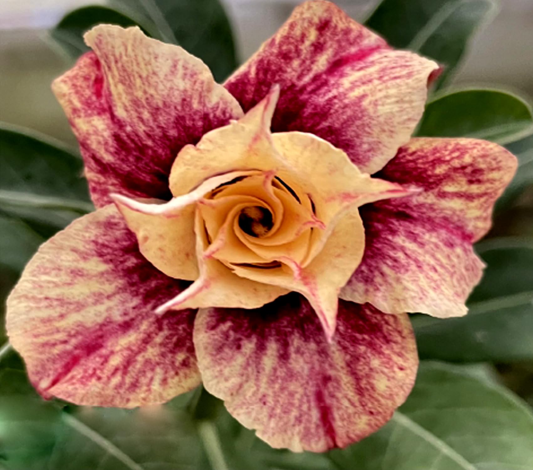 Adenium Plant Live With Pot Bosnai Grafted Multi Petal Desert Rose (R431) (B0C96T7CZ2) Amazon Price History, Amazon Price Tracker