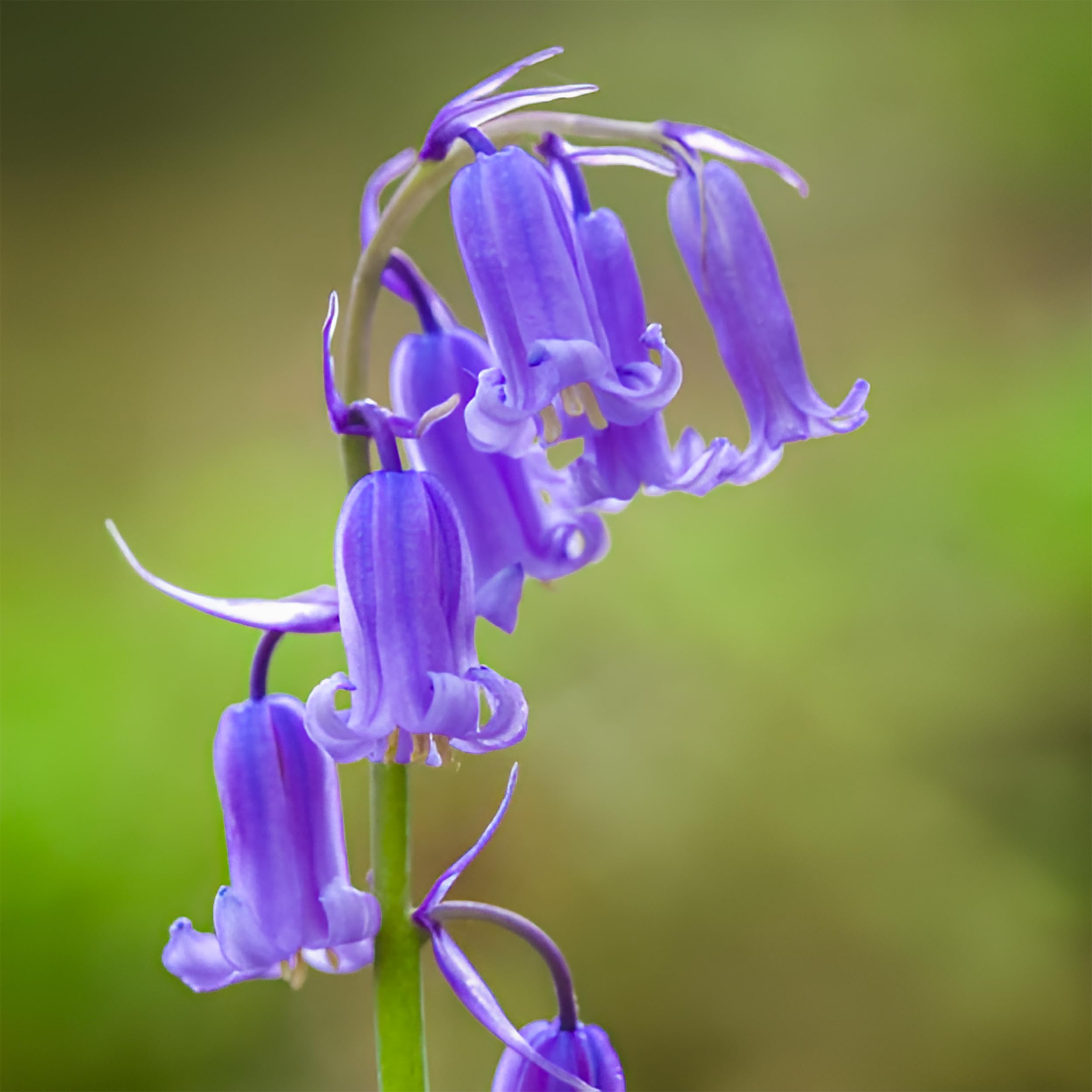 20 English Bluebell Bulbs in the GREEN, Hyacinthoides non scripta Spring Flower Bulbs for Planting Shade Garden Plants Naturalising Woodland Wildflower Bare Root Spring Blooming Flower Cottage Outdoor — view 12