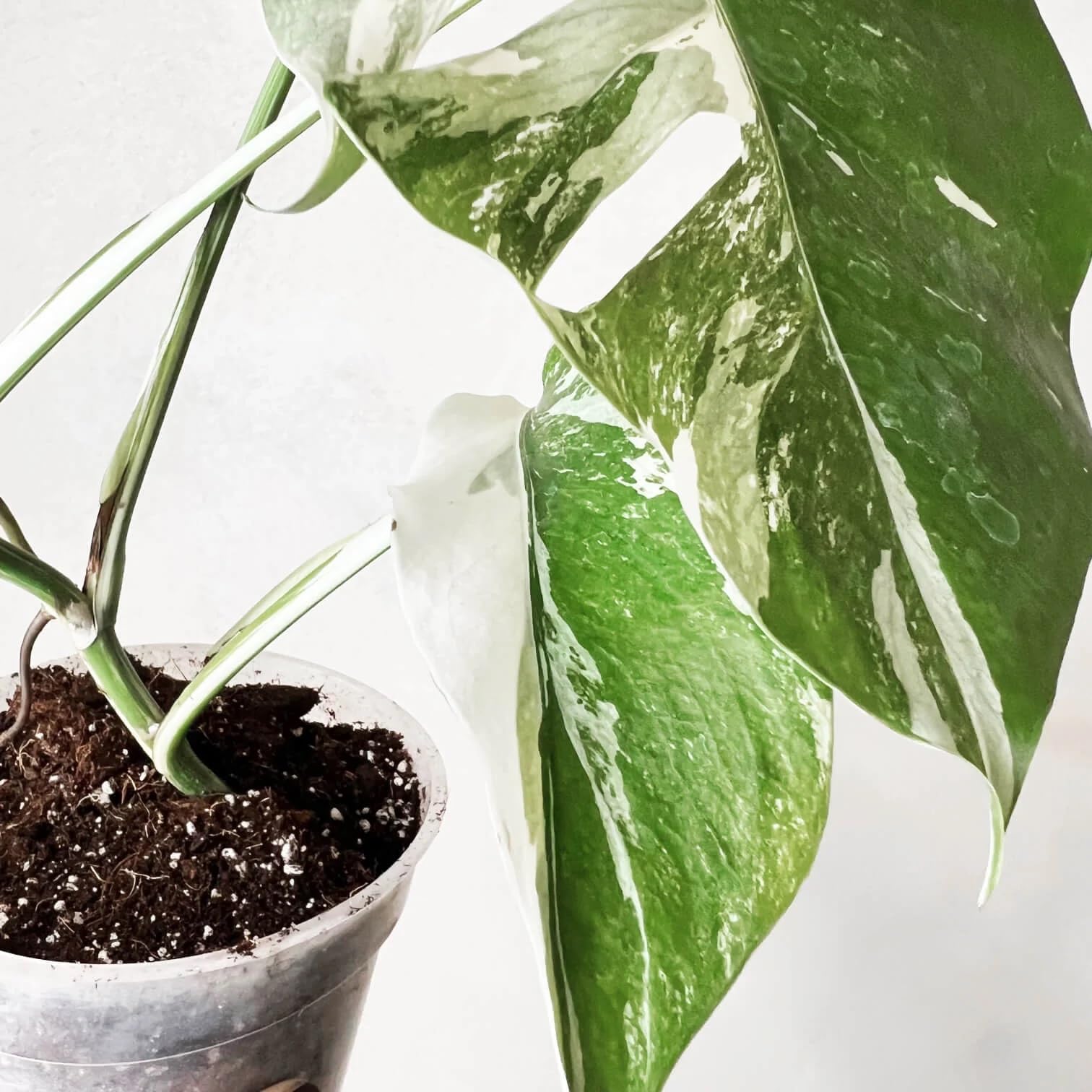 Monstera deliciosa Albo Variegata | Pianta da interno rara, Variegata bianca, Sempreverde rampicante o ricadente, Foglie grandi fenestrate, Luce indiretta